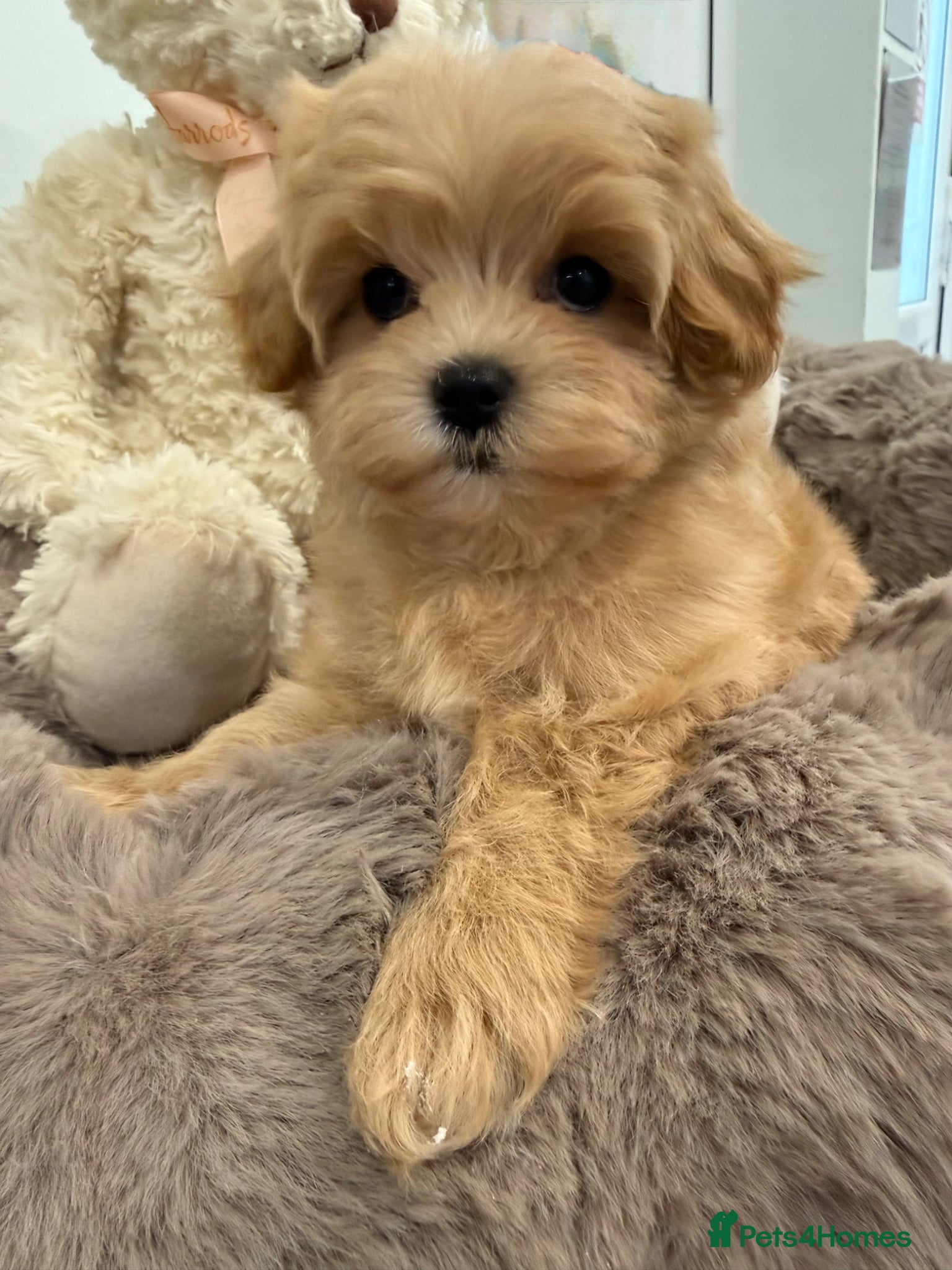 Maltipoo dogs Korean lined, f1. Fully dna & health tested   - Advert 7