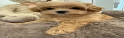 Maltipoo dogs for sale: Korean lined, f1. Fully dna & health tested   - Advert 1
