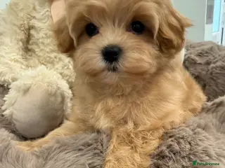 Maltipoo dogs Korean lined, f1. Fully dna & health tested - Advert 7