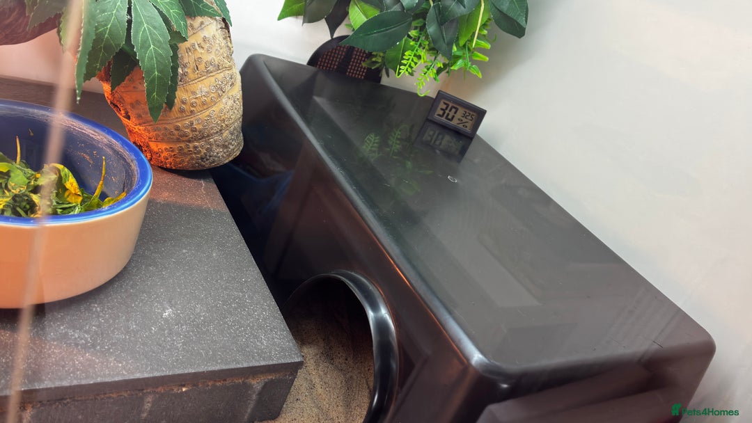 Bearded Dragon reptiles for sale: Beautiful Female bearded dragon with full set up  - Advert 17