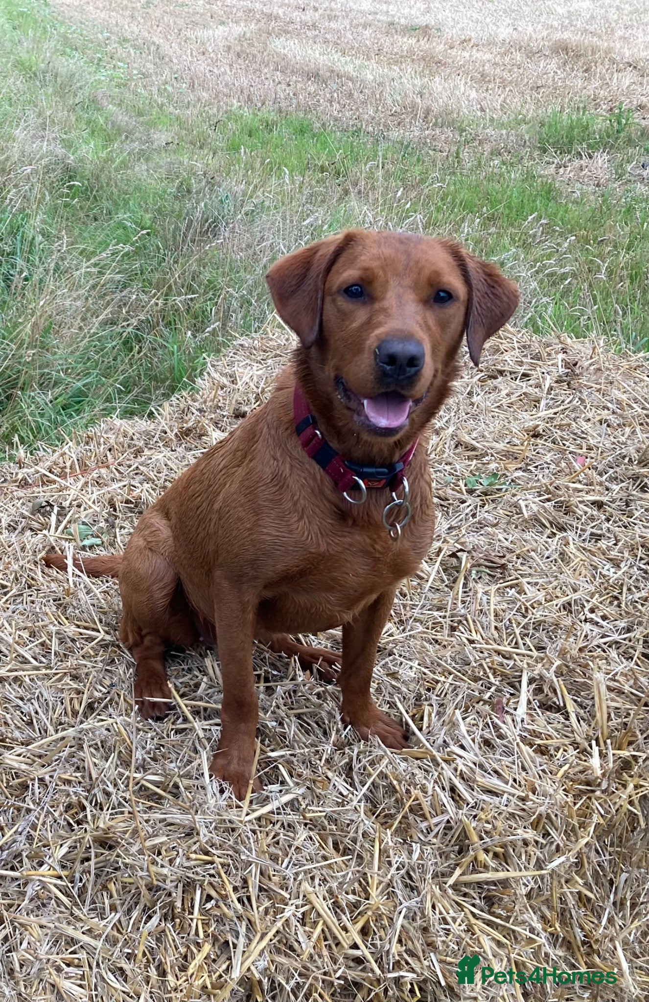 Labrador Retriever dogs Outstanding quality dark fox red Labrador pups - Advert 2