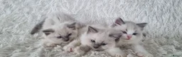 Ragdoll cats for sale: 💕BEAUTIFUL TICA REGISTERED RAGDOLLS KITTENS💕  - Advert 24