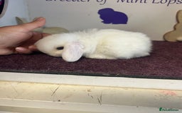 Mini Lop rabbits for sale: Beautiful litter of mixed mini lops  - Image 20