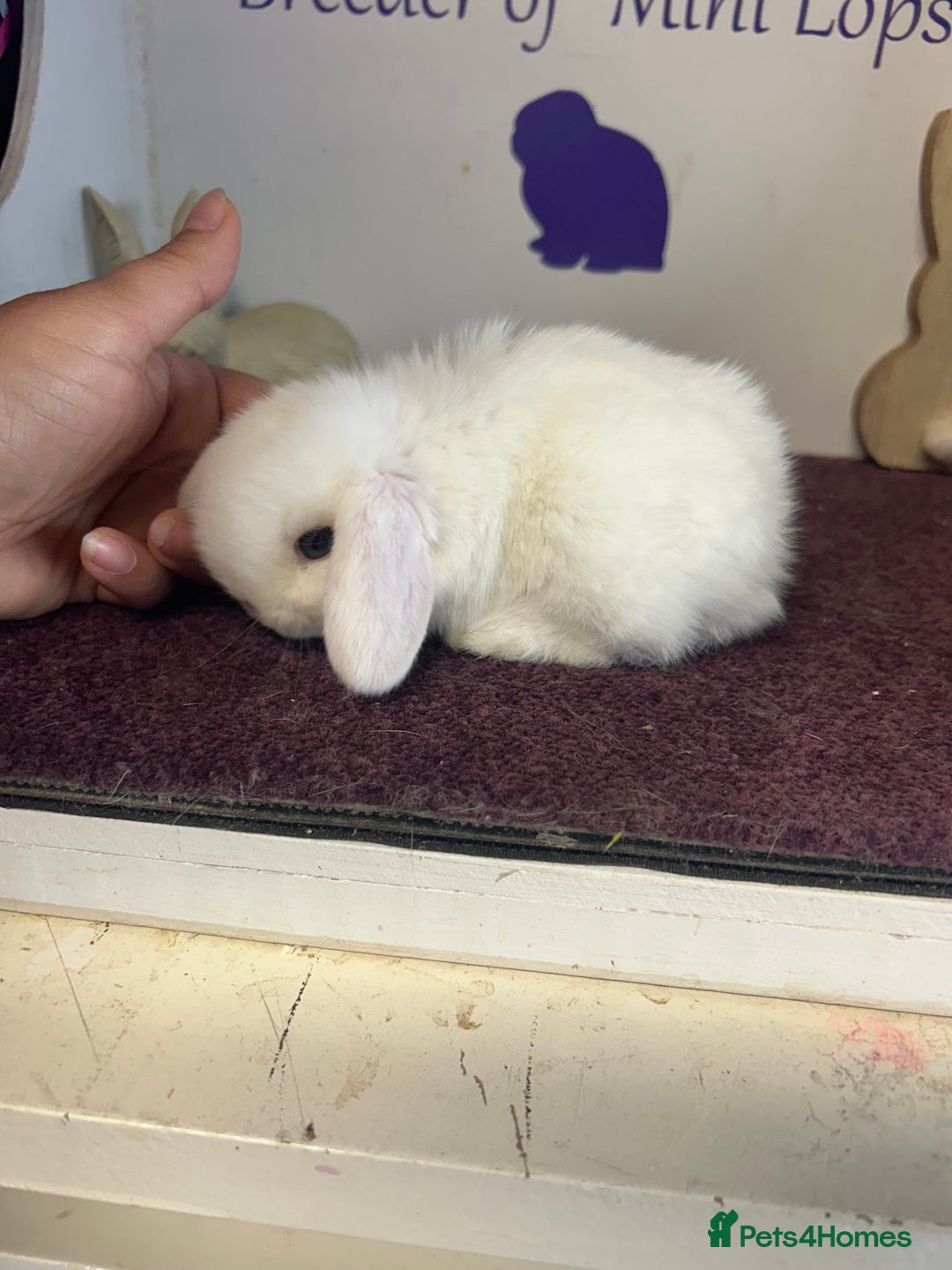 Mini Lop rabbits for sale: Beautiful litter of mixed mini lops  - Image 20