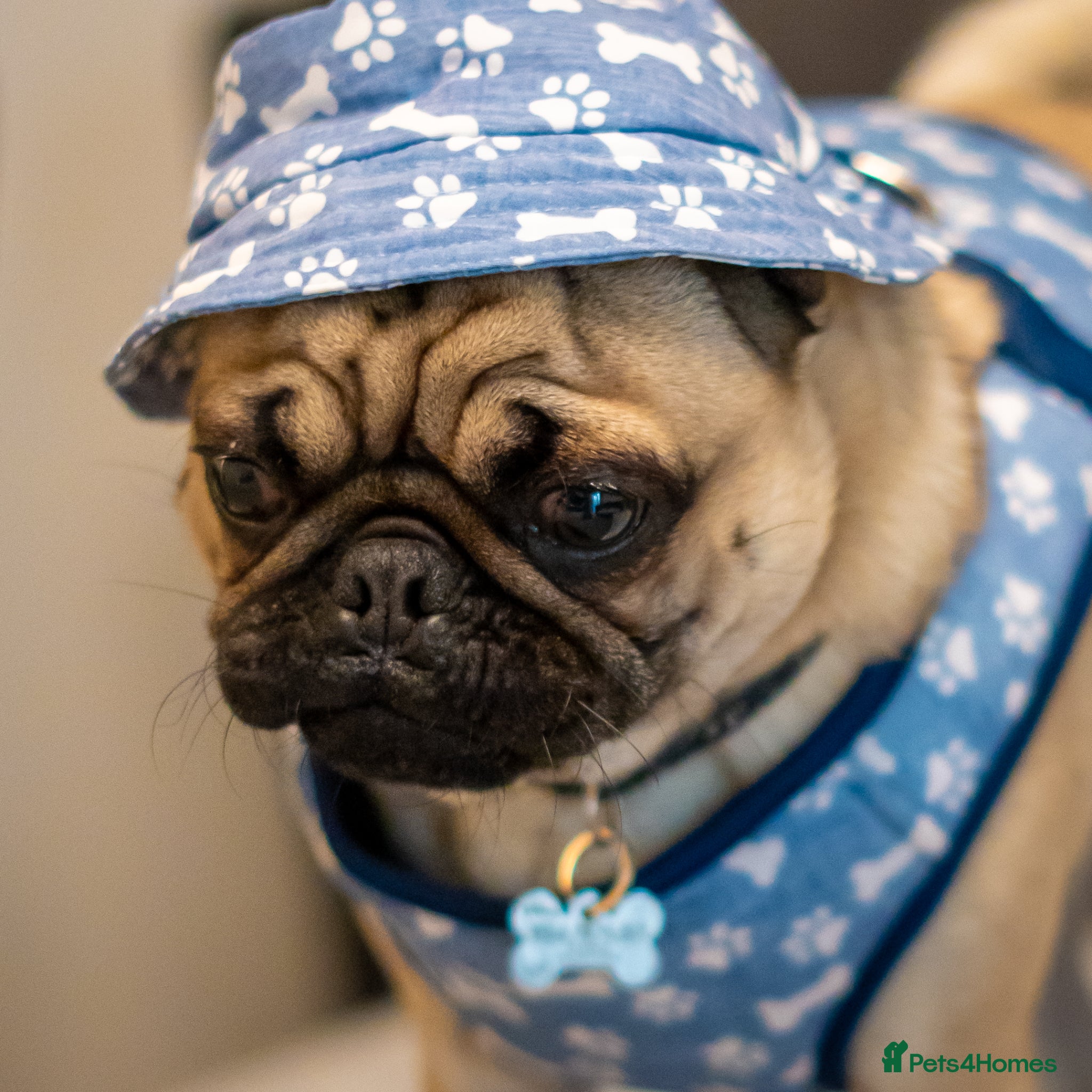 Pug dogs 🐾 Looking for a Loving Home for Max 🐾 - Advert 1