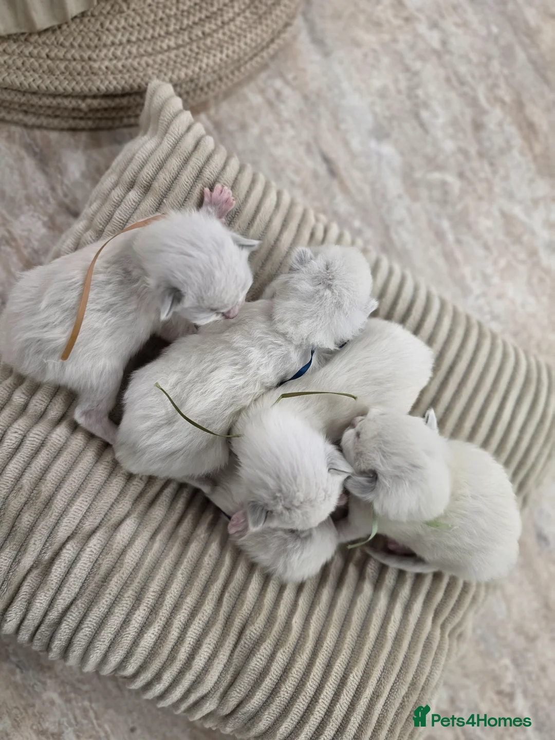 Ragdoll cats for sale: Zamir Ragdoll Family - Advert 5