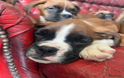 Boxer dogs for sale: 🐾 KC registered Boxer puppies 🐾  - Image 11