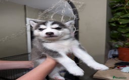 Siberian Husky dogs for sale: Stunning Siberian husky puppies - Image 25