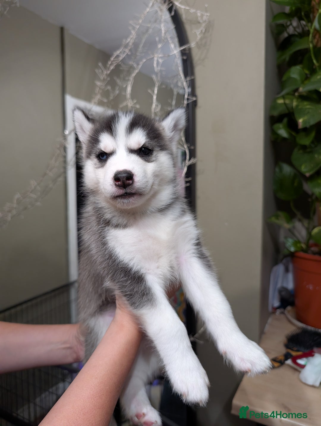 Siberian Husky dogs for sale: Stunning Siberian husky puppies - Image 25