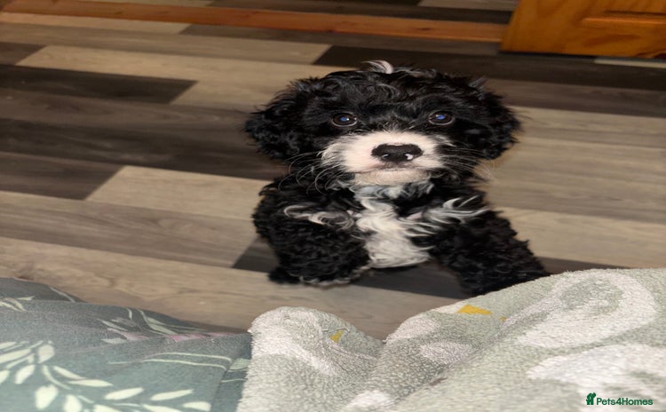 Cavapoo dogs - Advert 3