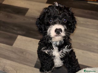 Cavapoo dogs Gorgeous male cavapoo puppies - Advert 3