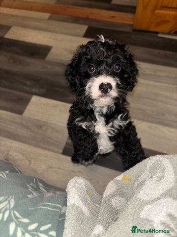 Cavapoo dogs - Advert 3