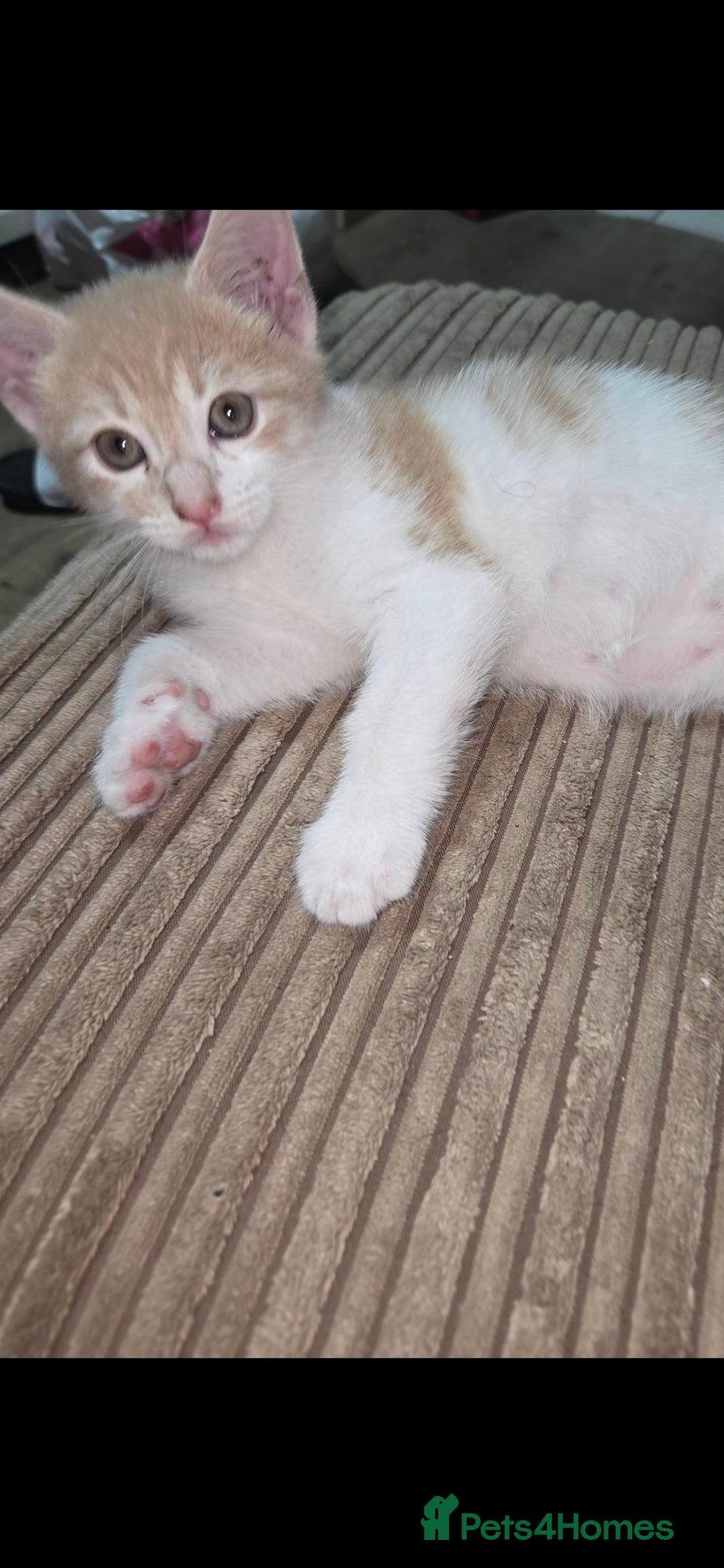 European cats for sale: Kittens ready now  - Image 5