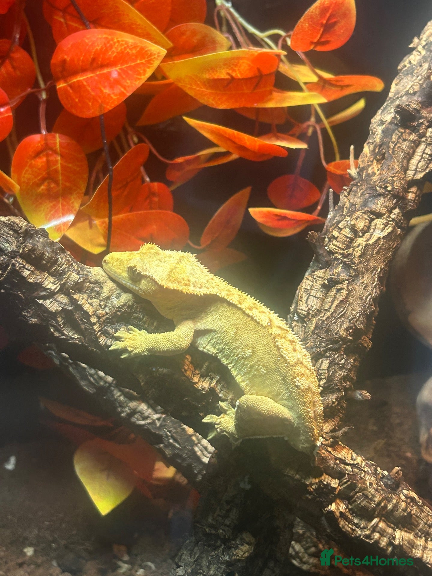 Gecko reptiles for sale: Crested geko  - Advert 5
