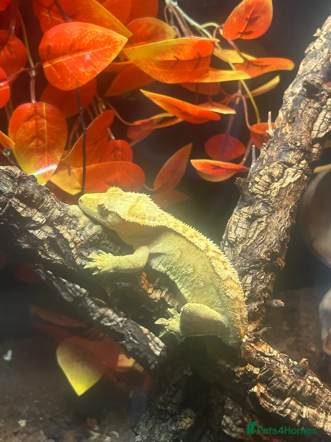 Gecko reptiles for sale: Crested geko  - Advert 1
