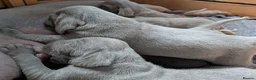 Weimaraner dogs for sale: KC reg amazing quality Weimaraner pups in Glasgow - Advert 4