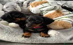 Miniature Dachshund dogs for sale: ✨ READY NOW  KC MINIATURE DACHSHUND PRA CLEAR   - Advert 9