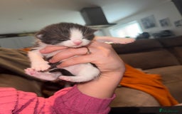 Mixed Breed cats for sale: Mixed kittens.  - Image 11