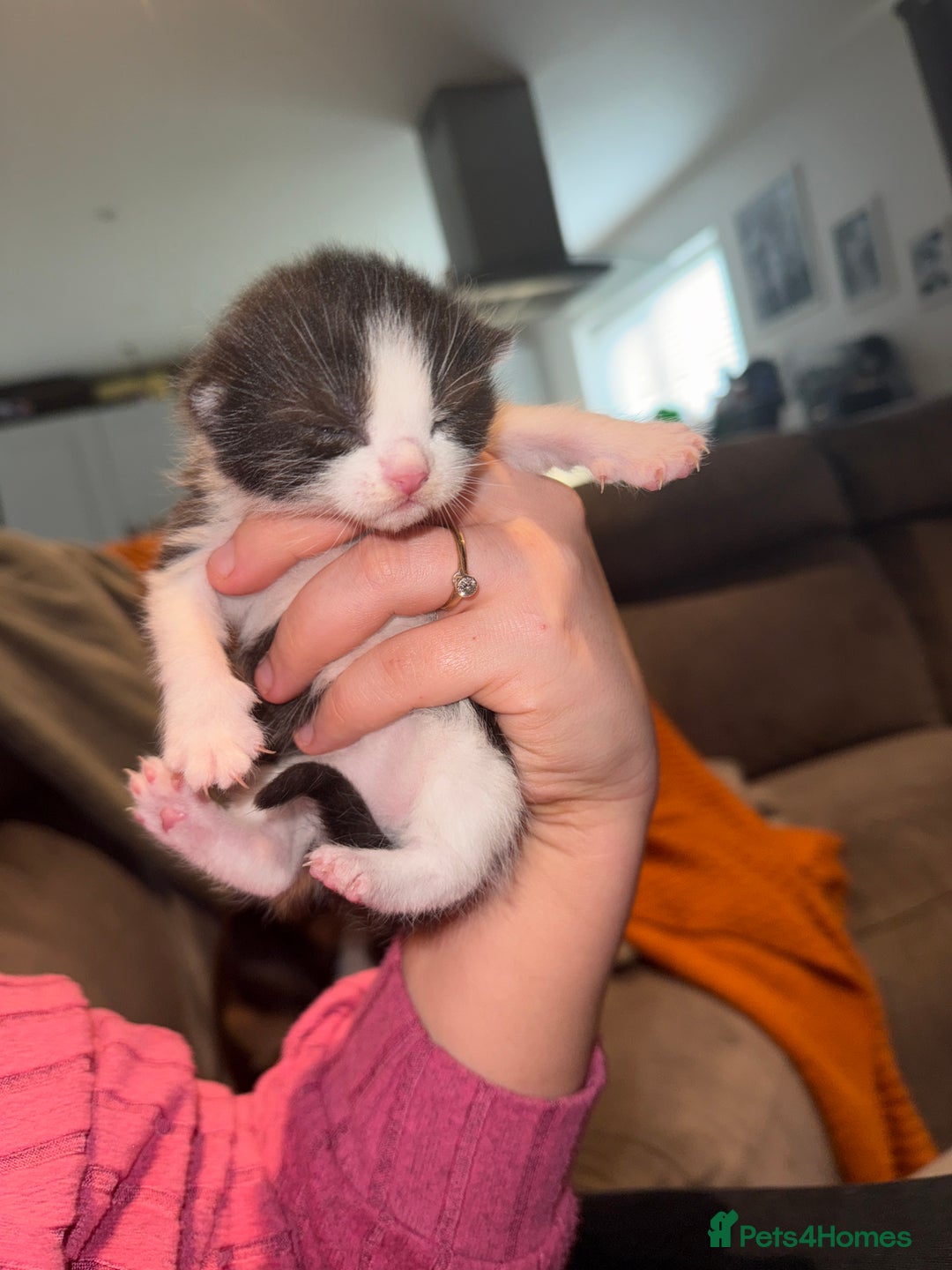 Mixed Breed cats for sale: Mixed kittens.  - Image 11