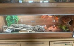 Python Snake reptiles for sale: Ball python  - Image 4