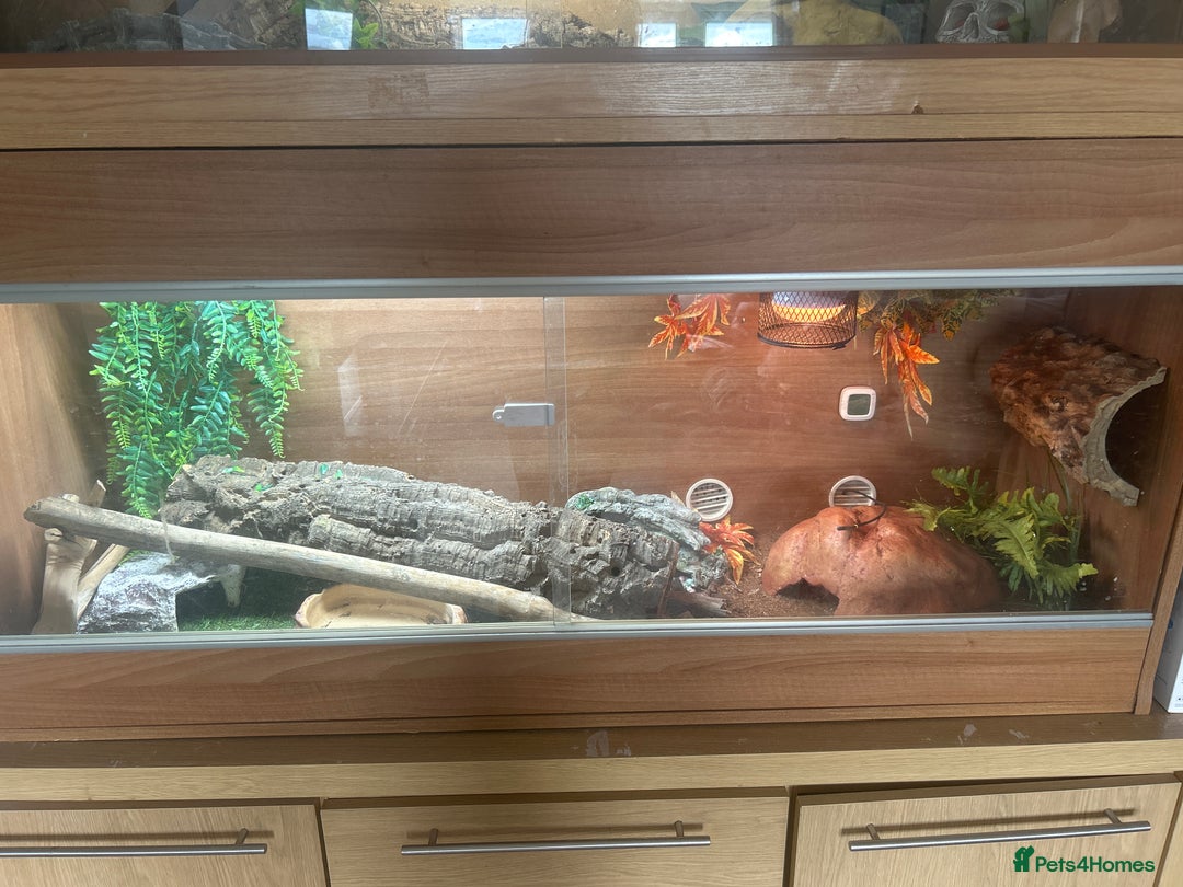 Python Snake reptiles for sale: Ball python  - Image 4