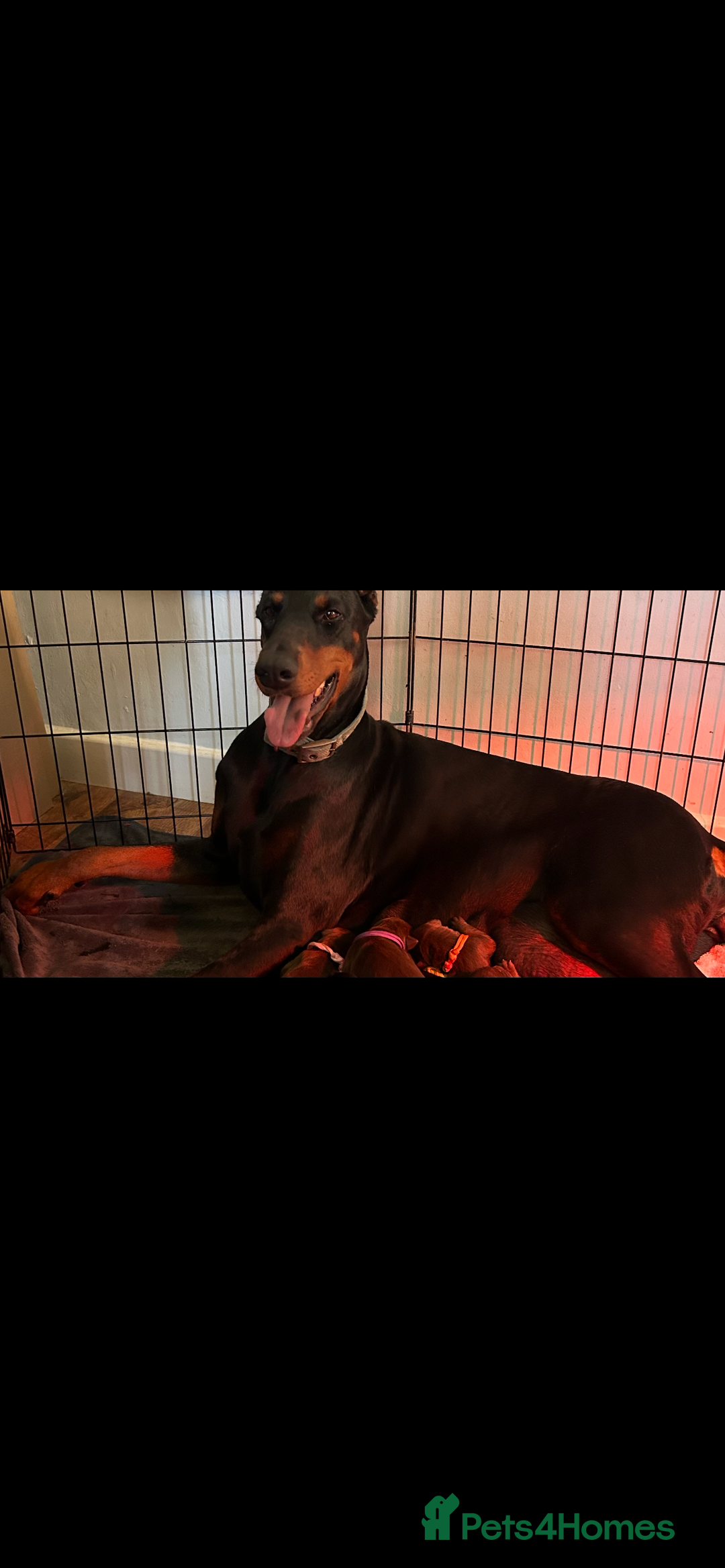 Dobermann dogs for sale: 🐾 Purebred Dobermann Puppies – Family Raised - Image 7