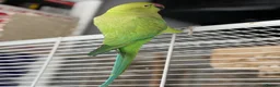 Ringnecks birds for sale: Ringneck Friendly  for sale in Heckmondwike - Advert 10