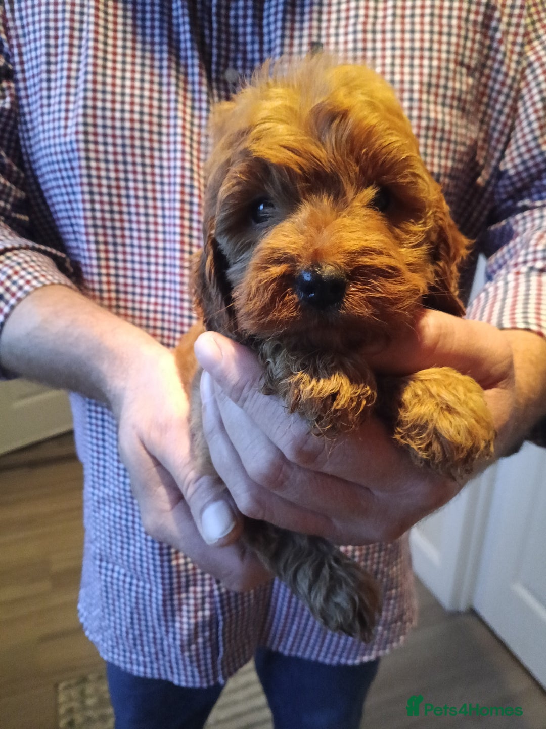 Cockapoo dogs for sale: Cockapoo puppies f1 show) ❤️ fox Red. !!!!!!. - Image 15