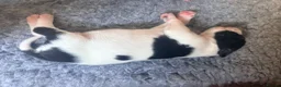 Pointer dogs for sale: Gorgeous English Pointer Puppies - Advert 8