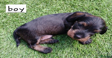 Miniature Dachshund dogs - Advert 8