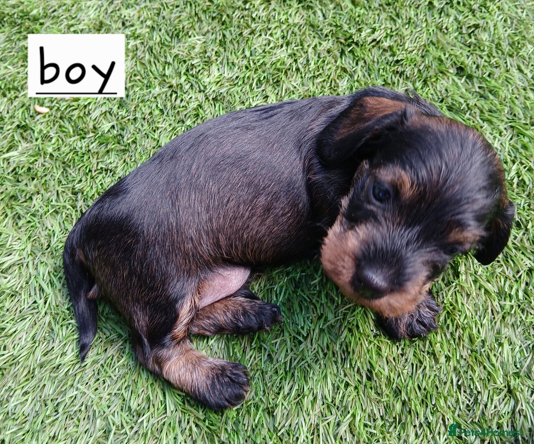 Miniature Dachshund dogs for sale: Miniature Wirehaired Dachshund  - Image 3