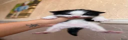 Mixed Breed cats for sale: Four kittens  - Advert 5