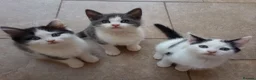 Ragdoll cats for sale: Adorable Chinchilla Persian x Ragdoll kittens - Advert 21