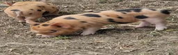 Pig livestock for sale: Piglets - Advert 4