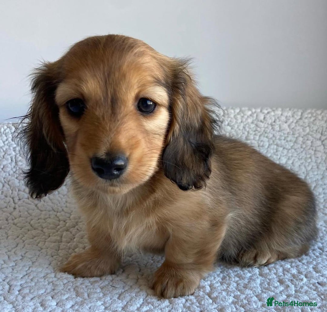 Miniature Dachshund dogs for sale: Miniature Purebred Dachshund Puppies - Image 9