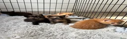 Mixed Breed cats for sale: Unique kittens - Advert 8