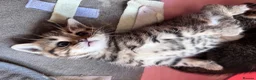 British Shorthair cats for sale: British shorthair kittens  - Advert 12