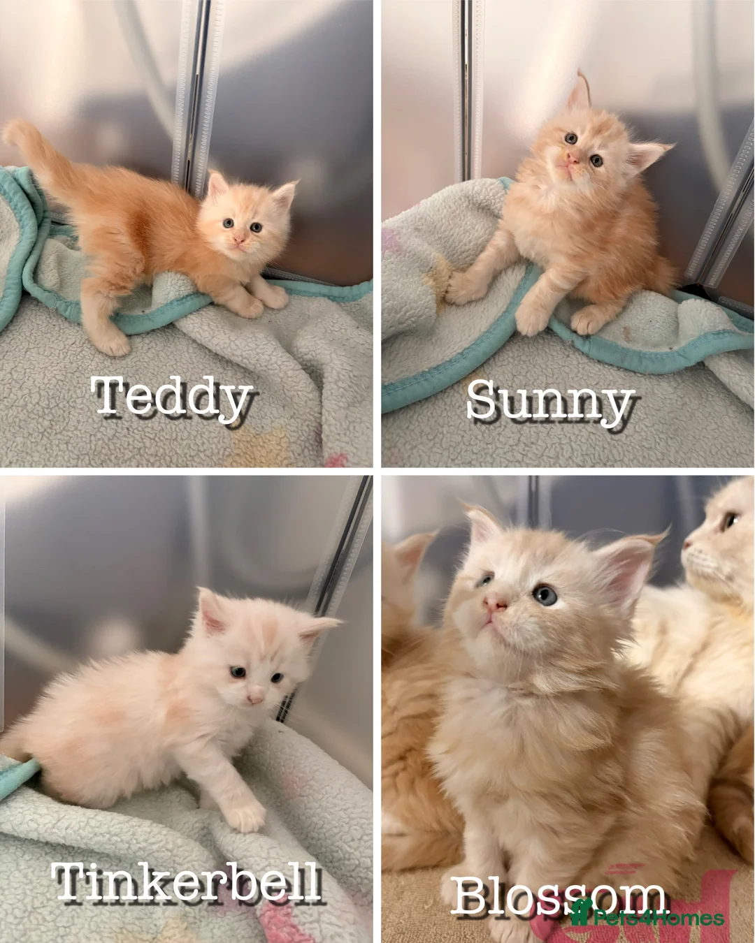 Maine Coon cats for sale: Amazing light babies great pedigree - Advert 1