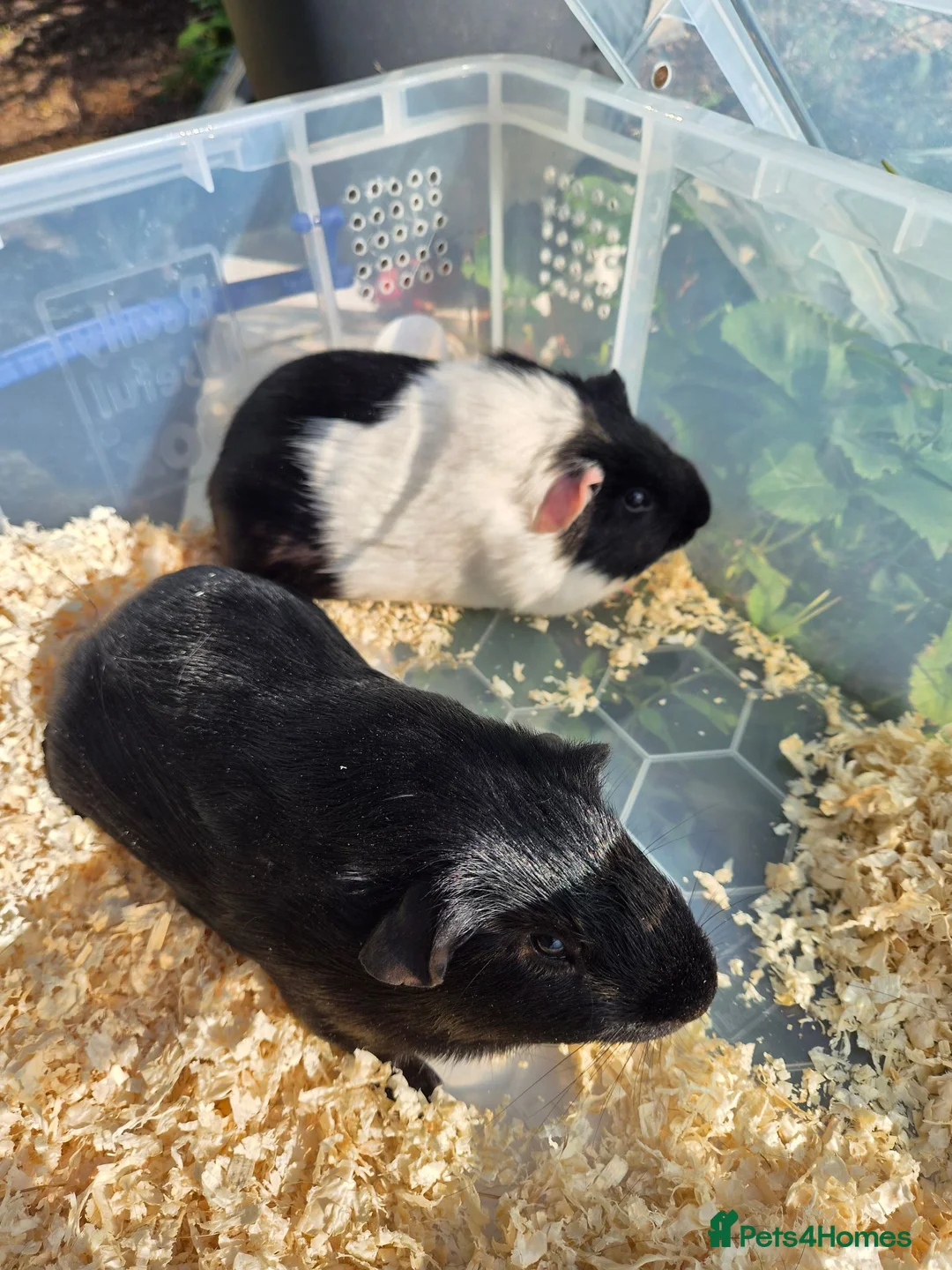 Guinea Pig rodents for sale: Guinea pigs for sale  in Manchester - Advert 16