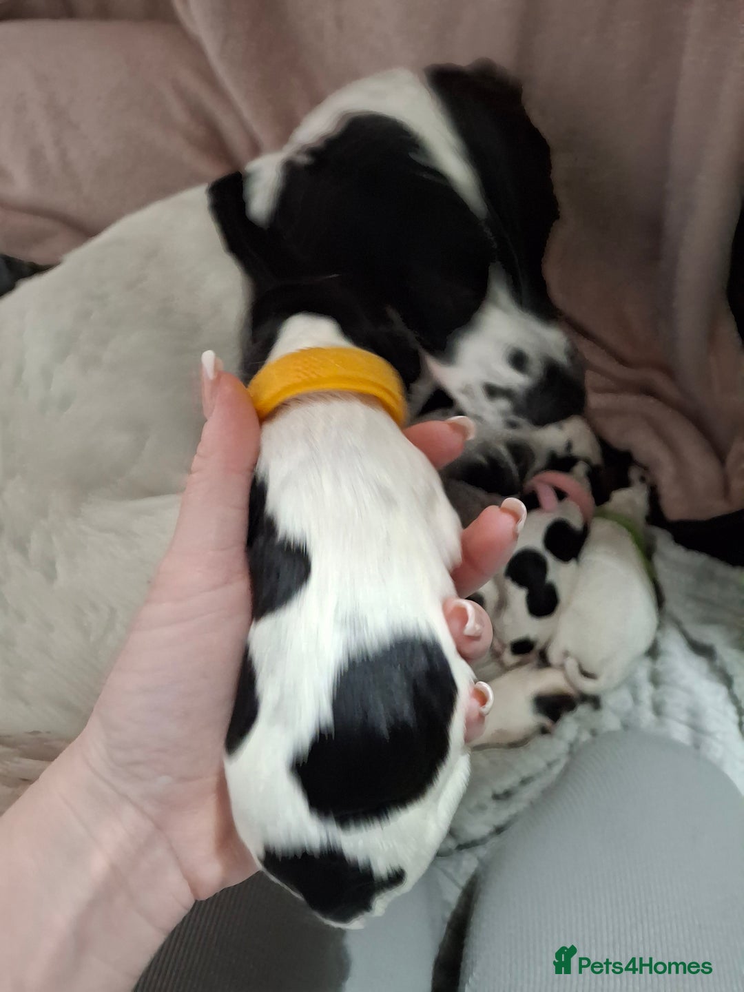 Sprocker dogs for sale: Sprocker/Springer Spaniel pups - Advert 13