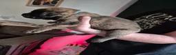 Cane Corso dogs for sale: Cane corso cross tibetan mastiff puppies - Advert 24