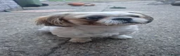 Shih Tzu dogs for stud: 🐶Shih Tzu Stud Handsome Poco Loco, Peterborough in Peterborough - Advert 2