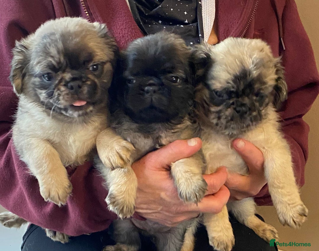 Pug dogs for stud: Merle n tan pug carrying fluffy & choc stud  in Harpenden - Advert 17