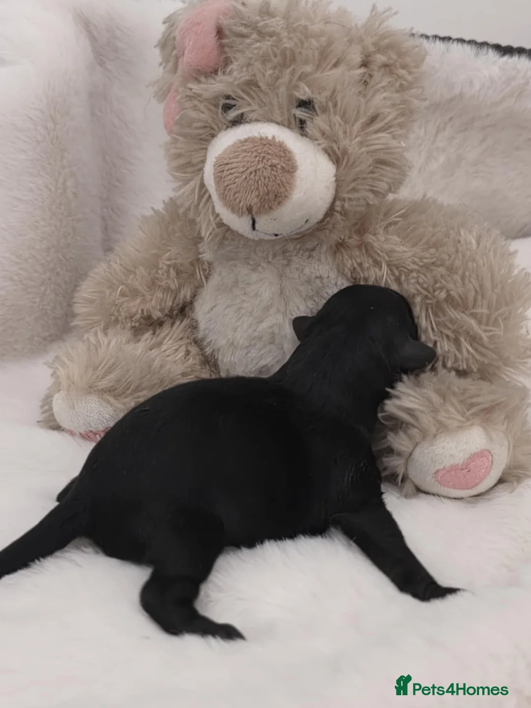 Maltipoo dogs for sale: Stunning✨rare Maltipoos  - Advert 9