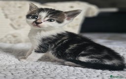 Persian cats for sale: PersianXTortoiseshell Crossbreed Kittens - Image 24
