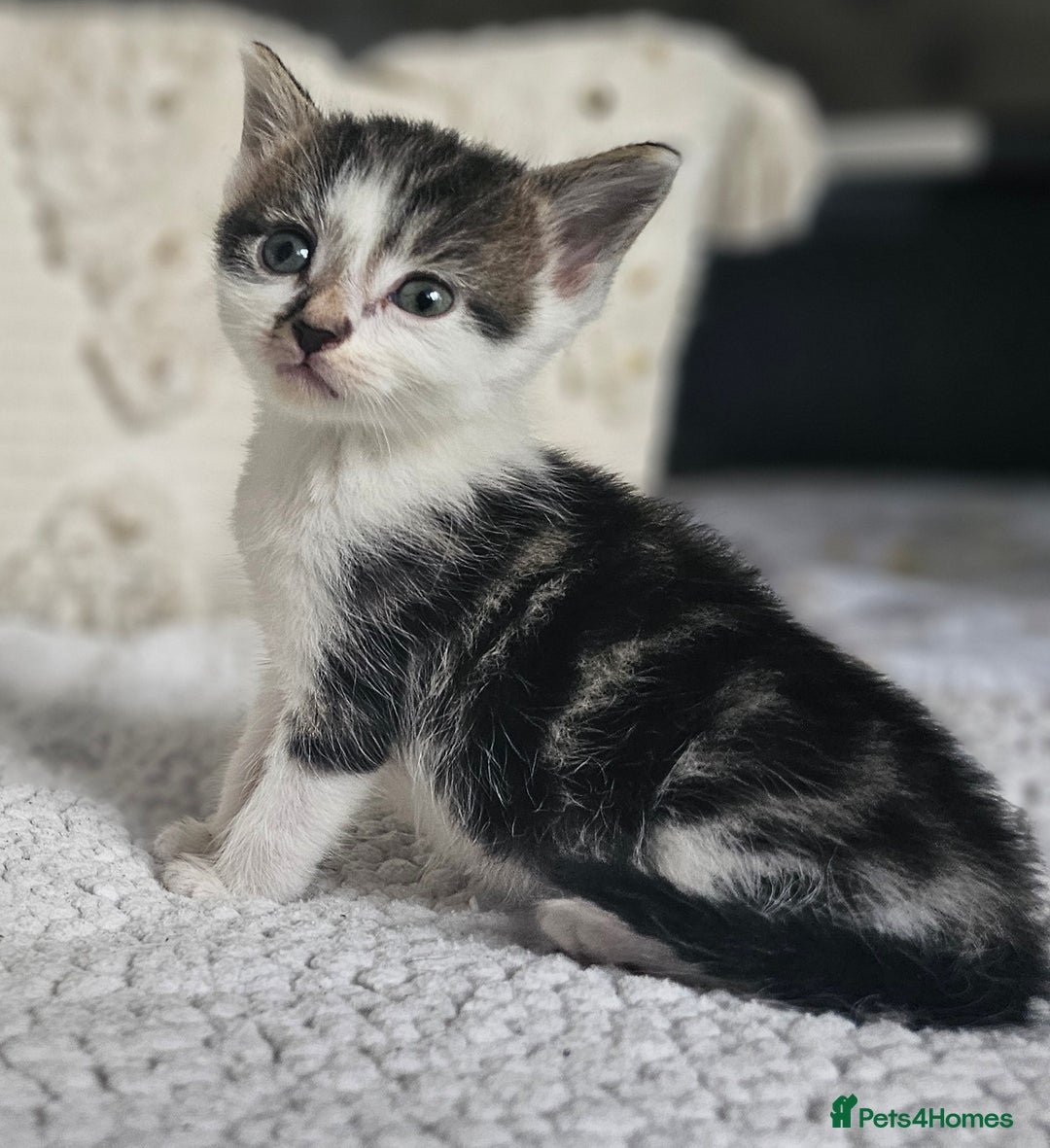 Persian cats for sale: PersianXTortoiseshell Crossbreed Kittens - Image 24
