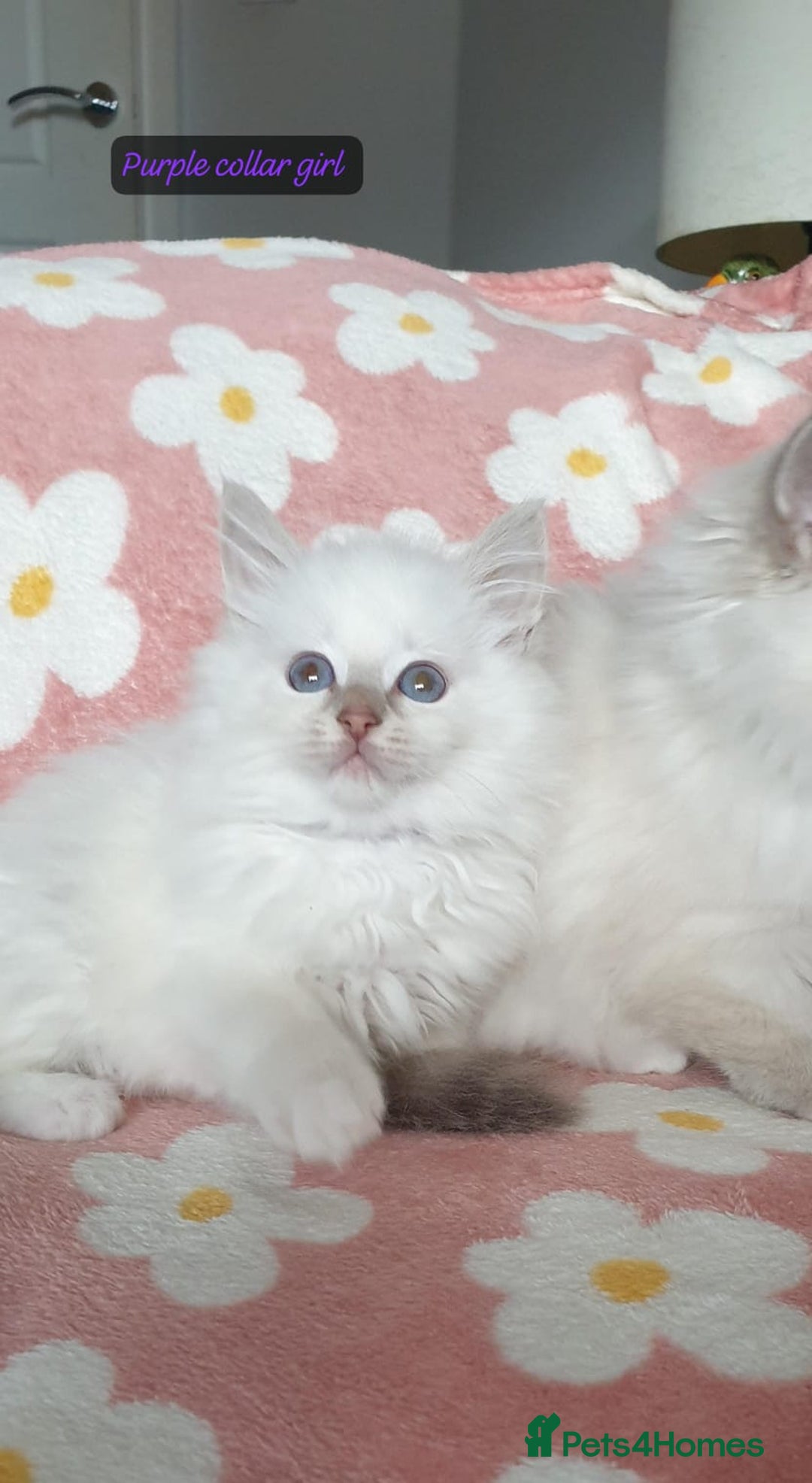 Ragdoll cats for sale: Absolutely Stunning GCCF Registered Kittens. - Advert 25