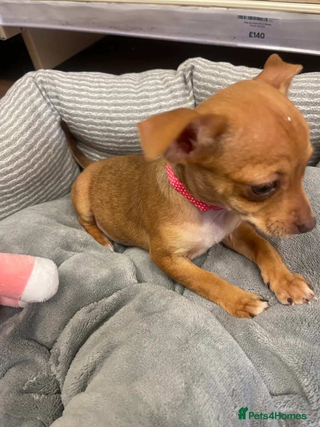 Chihuahua dogs for sale: Are beautiful 12 week old Chihuahua girl - Advert 2