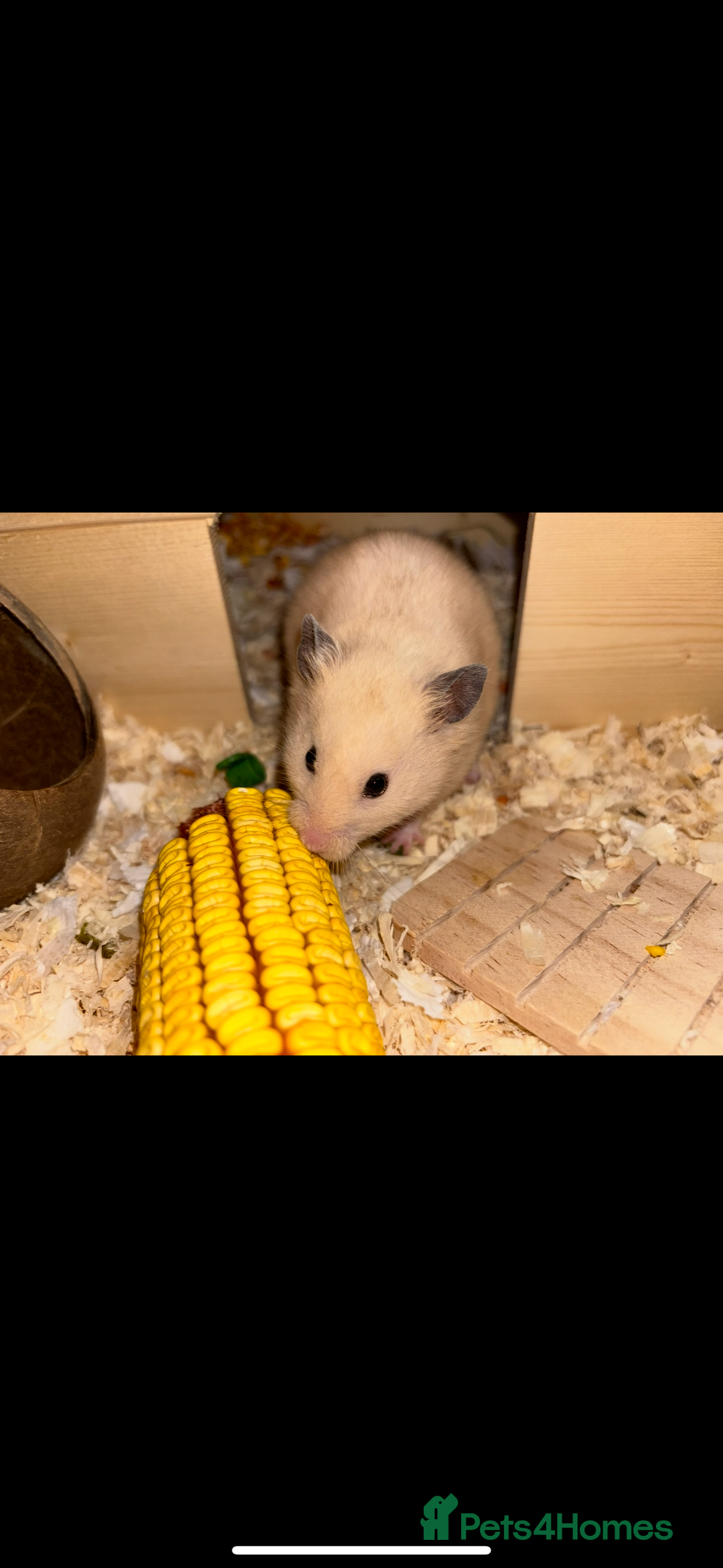 Hamster rodents for sale: Rubble - Syrian hamster  - Advert 3