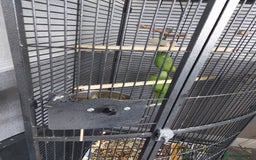 Ringnecks birds for sale: Ringneck bonded pair male and female 19 month - Image 4